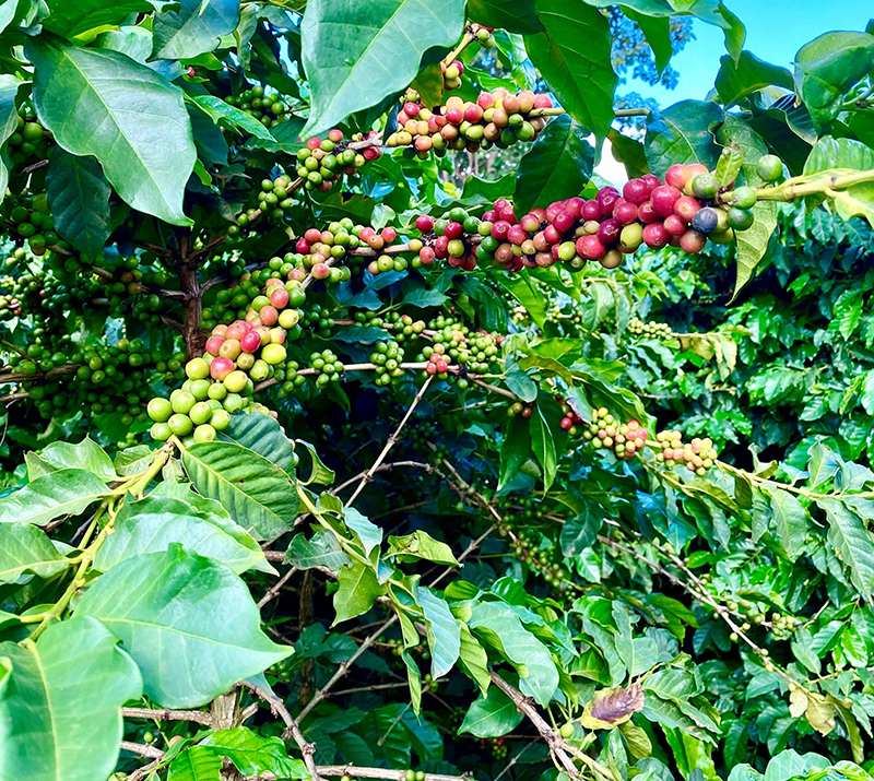 Coffee-berries-1